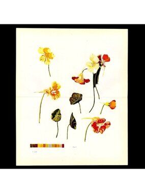 1905 Nasturtium Study Lithograph Plate - Art Instruction Book Print, Antique